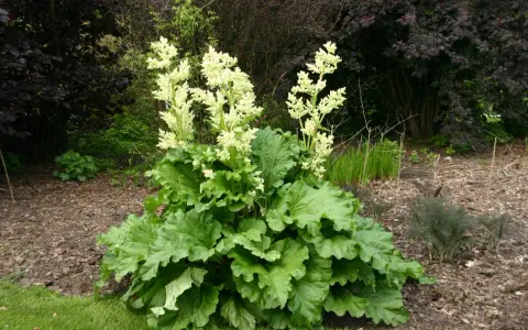 Gros plan sur une plante de rhubarbe avec de grandes feuilles vertes et des panicules de fleur de rhubarbe blanches et aériennes.