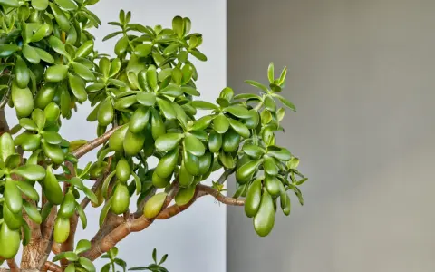 Un exuberante árbol de jade con hojas carnosas y verdes. Consejos para el arbol de jade cuidados: luz brillante indirecta y riego moderado.