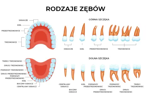 Ząb 26: Który to? Poznaj swoją lewą górną szóstkę!