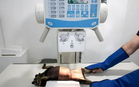 RTG kota w klinice weterynaryjnej. Zwierzę leży na stole pod aparatem rentgenowskim, a technik w ochronnych rękawach przygotowuje się do badania.
