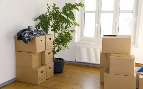 Umzugskartons stapeln sich in einem Zimmer, bereit für den Einzug in Hamburg. Ein grüner Ficus und ein Fenster mit Blick nach draußen.