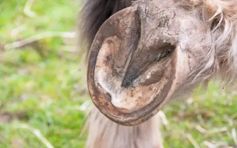 Gros plan sur le glome d'un cheval, montrant la texture et les détails de son sabot.