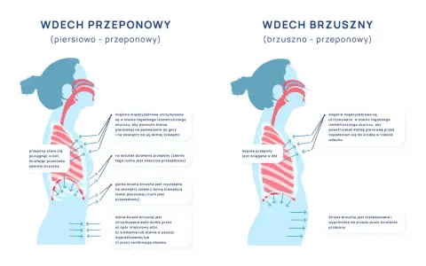 Ilustracja pokazuje dwa rodzaje wdechu: piersiowo-przeponowy, gdzie przepona stara się pociągnąć w dół, oraz brzuszny, gdzie kopuła przepony jest ściągana w dół.