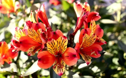 En kruka med lysande alstroemeria i nyanser av orange och rött, med mörka streck på kronbladen.