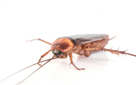 Una ninfa cucaracha alemana, con sus antenas largas y patas espinosas, se arrastra sobre un fondo blanco.