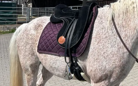 Ein geschecktes Pferd mit einem schwarzen Sattel und einer lila Schabracke. Tolle Signum Sattel Erfahrungen sind hier zu sehen.