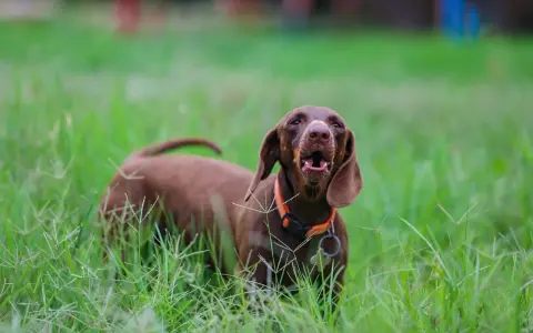 Rex el perro, de pelaje marrón y orejas caídas, ladra alegremente entre la hierba alta y verde.