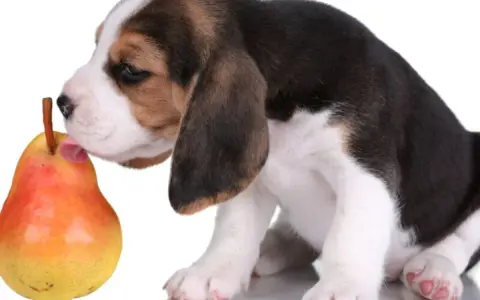 Uroczy szczeniak beagle próbuje gruszki, zastanawiając się, czy pies może jeść gruszkę.