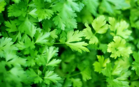 A lush, vibrant bed of freshly growing parsley, its frilly green leaves reaching towards the light.