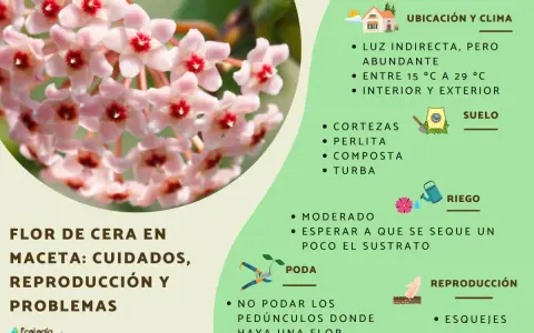 Racimo de flores de hoya carnosa, con consejos de cuidado, riego y reproducción.