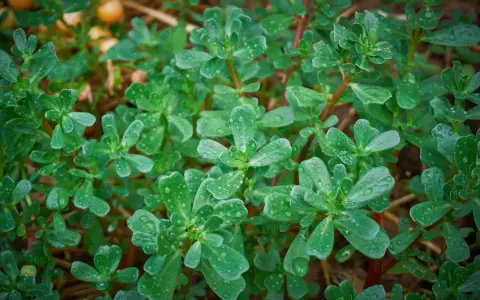 Gocce di rugiada brillano sulle foglie carnose dell'erba portulaca, che si estende rigogliosa sul terreno.