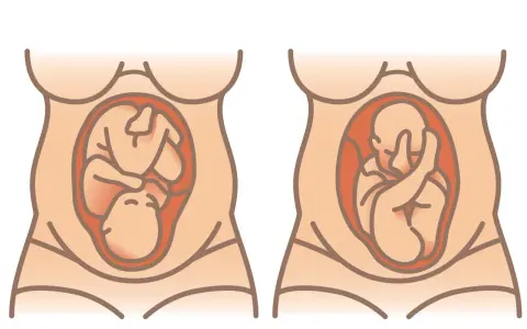 Zwei Darstellungen eines schwangeren Bauches. Links liegt das Baby mit dem Kopf nach unten, rechts mit dem Kopf nach oben. Wie oft dreht sich das Baby im Bauch am Tag?
