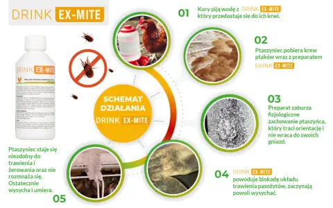 Jak stosować DRINK EX-MITE: kury piją wodę z preparatem, ptaszyniec pobiera krew z krwią ptaków, co zaburza jego fizjologię i prowadzi do śmierci.
