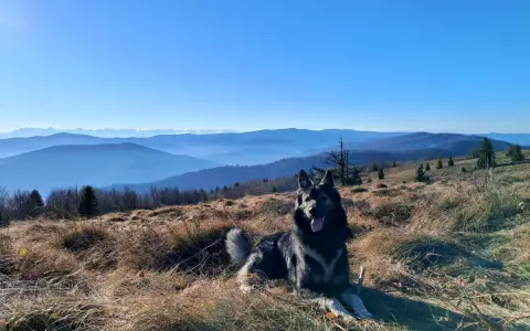 Piękna mogielica z psem odpoczywa na szczycie góry, podziwiając widok na kolejne pasma górskie w oddali.