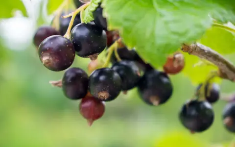 Reife Johannisbeeren hängen am Strauch, voller Vitamine und bereit zur Ernte.