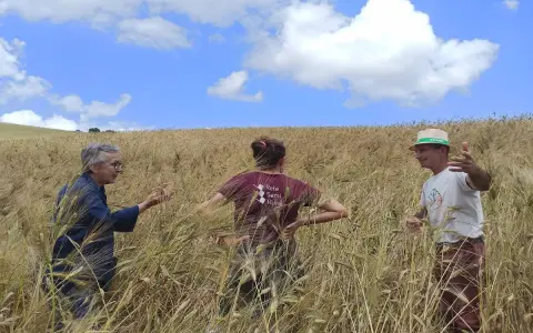 Tre persone discutono nel campo di grano maturo, un esempio di coltivazione grano sotto un cielo azzurro con nuvole bianche.