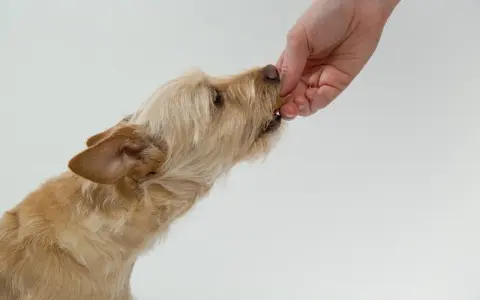Un chien roux, aux poils mi-longs, prend une friandise dans la main d'une personne. Mon chien refuse de prendre ses médicaments, alors j'essaie avec une friandise.