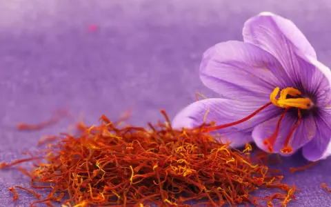 Fleur de crocus violette et stigmates rouges séchés. Une image pour comprendre comment cultiver le safran.