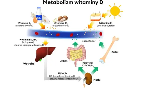 Witamina D3 na co pomaga? Wzmocnienie kości, prawidłowy metabolizm wapnia i fosforu, wsparcie dla jelit i nerek.