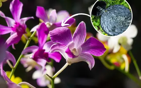 Piękne kwiaty dendrobium nobile, klucz do ich domowej uprawy to odpowiednie nawadnianie.