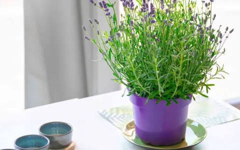 A vibrant lavender plant in a purple pot, showcasing its delicate purple blooms. This image hints at the simple joys of lavender plant care.