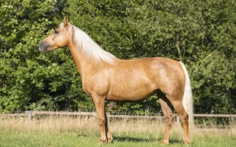 Ein prächtiges blondes Pferd mit heller Mähne steht auf einer grünen Wiese vor einem Baumhain.