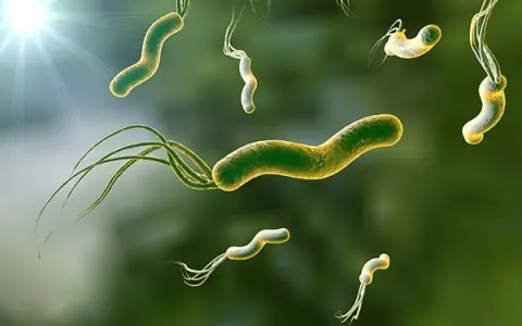 Micrografía de bacterias Helicobacter pylori con flagelos, con luz brillante en la esquina superior izquierda.
