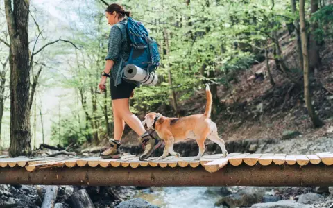 Donna con zaino e cane beagle attraversa un ponte di legno durante un'avventura di trekking con il cane in un bosco verdeggiante.
