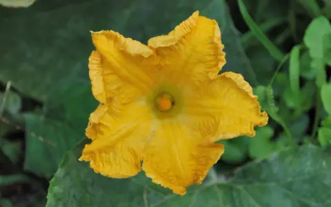 Un vibrante fiore di zucca giallo, simbolo del periodo estivo, si apre tra le foglie verdi.