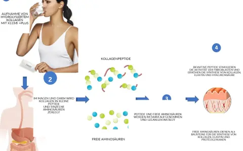 Frau trinkt kollagenhydrolysat. Es wird im Körper zu Peptiden und Aminosäuren zerlegt, die dann ins Blut gelangen und die Kollagensynthese fördern.