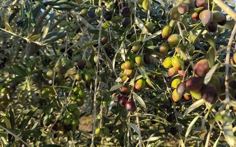 Un olivo cargado de aceitunas verdes y moradas, listas para la cosecha. Los olivos dan aceitunas todos los años, prometiendo aceite y sabor.