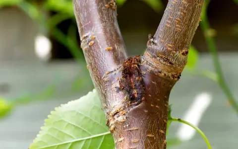 Gros plan sur un chancre d'arbre, une plaie sombre sur l'écorce brune, avec une feuille verte floue à gauche.