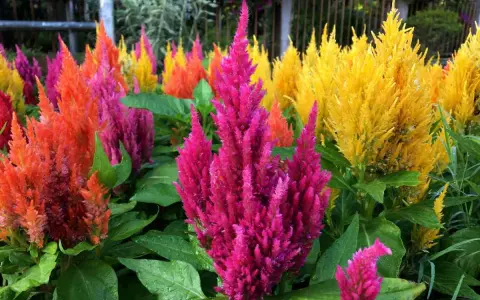 Un parterre de celosia extérieur aux couleurs vives : rose, orange et jaune. Les fleurs ressemblent à des plumes.