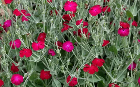 Coquelourde des jardins aux fleurs rouges et roses vives, sur un fond de feuillage gris-vert.