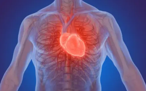 Anatomia ludzkiego ciała z widocznym, świecącym na czerwono sercem. Czy to znak, że espiro lek na co?