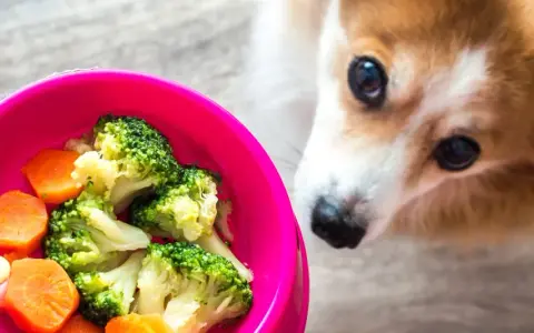 Corgi z zaciekawieniem patrzy na miskę z brokułami i marchewką. Czy pies może jeść brokuły? Tak, w umiarkowanych ilościach.