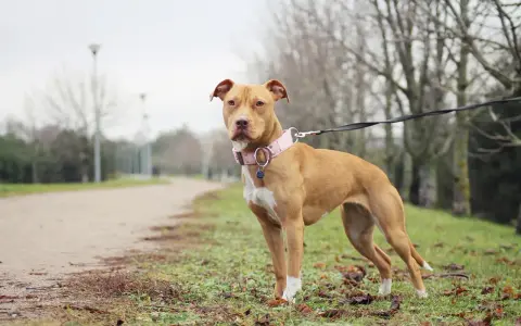 En ståtlig pitbull i Sverige, med en rosa halsband, står på en gräsmatta vid en grusväg.