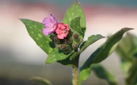 Zwei zarte Blüten, eine rosa, eine lila, auf einem Stiel mit geflecktem Lungenkraut.