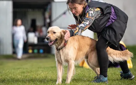 Jak skutecznie szkolić golden retrievera i unikać problemów z posłuszeństwem