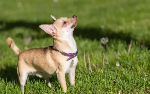 Mały chihuahua z fioletową obrożą, z zaciekawieniem wpatruje się w niebo. Jego charakter to odwaga i ciekawość świata.