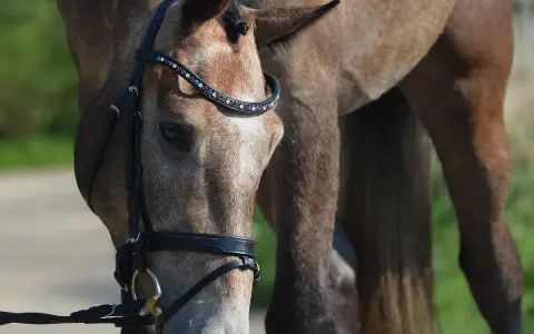 Ein Pferd mit einem geschmückten Zaumzeug, das zeigt, was ein Sattler mit Leder und Schmuck erschaffen kann.