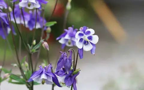 Zarte Akelei-Blüten in Violett und Weiß, ideal für sonnige bis halbschattige Standorte im Garten.