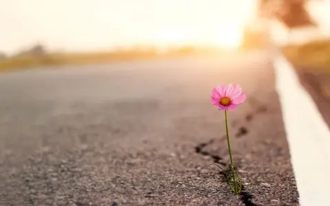 Ein zartes rosa Blümchen kämpft sich durch einen Riss im Asphalt. Ein Symbol der Hoffnung auf steinigen Wegen, das im warmen Abendlicht erstrahlt.