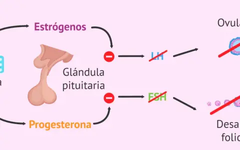Diagrama explica cómo la píldora inhibe estrógenos y progesterona, afectando la ovulación y desarrollo folicular. Amenorrea como recuperar la regla.