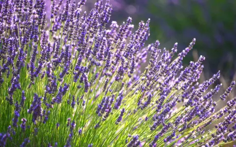 A field of vibrant purple lavender, bathed in sunlight. This image captures the essence of the best place to plant lavender, showcasing its beauty and fragrance.