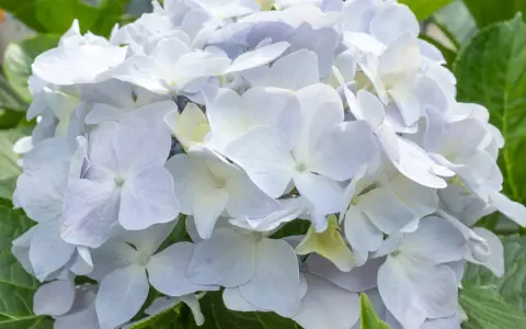 Una hermosa hortensia blanca, con pétalos delicados y un centro amarillento, rodeada de hojas verdes vibrantes.