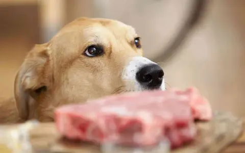 Un perro mira con interés un trozo de carne cruda, recordándonos que los perros pueden comer carne cruda.
