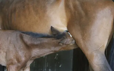 Un poulain brun tète sa mère, la vulve jument. Un moment tendre de connexion entre la mère et son petit.