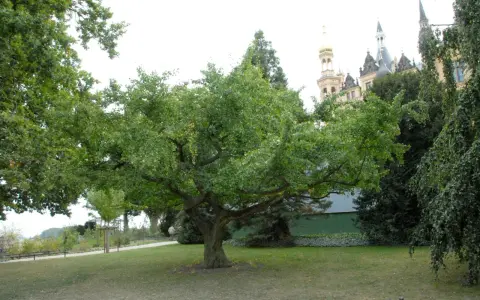 En ståtlig ginkgo biloba med sina karaktäristiska flikiga blad står i en park framför ett slott.