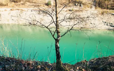 Ein kahler Baum steht am Ufer der blauen Lagune im Teutoburger Wald. Das Wasser schimmert türkisgrün vor der hellen Felswand.